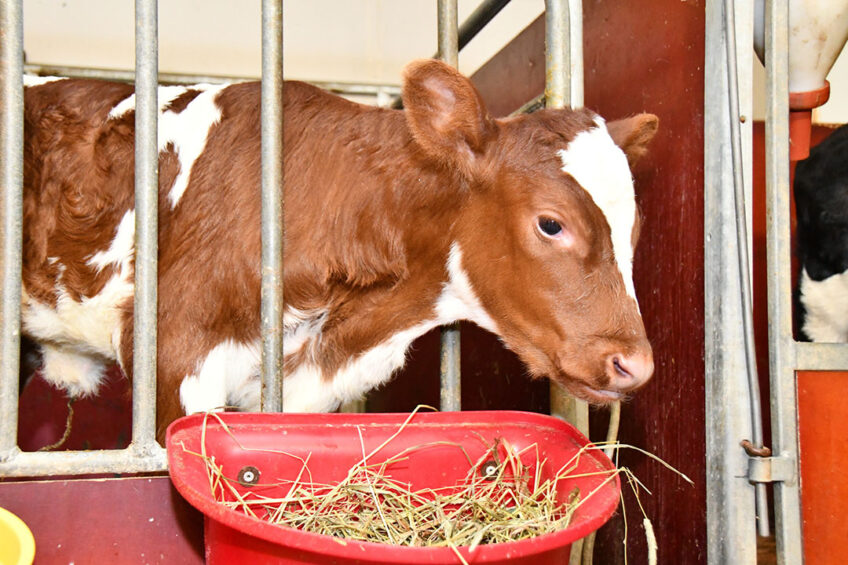 Norwegian Red bull calves crossed with the main dairy breeds can be more valuable to dairy farmers. Photo: Geno SA