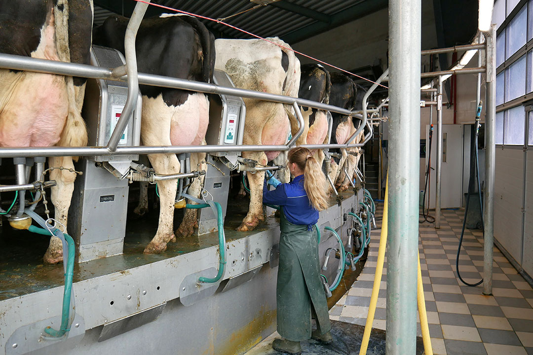 Average yield of the herd is 34 litres per cow per day. Photo: Chris McCullough