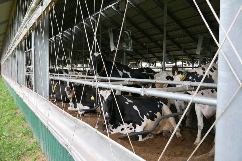 Cows are kept indoors all year round and are bedded on separated manure. Photo: Chris McCullough