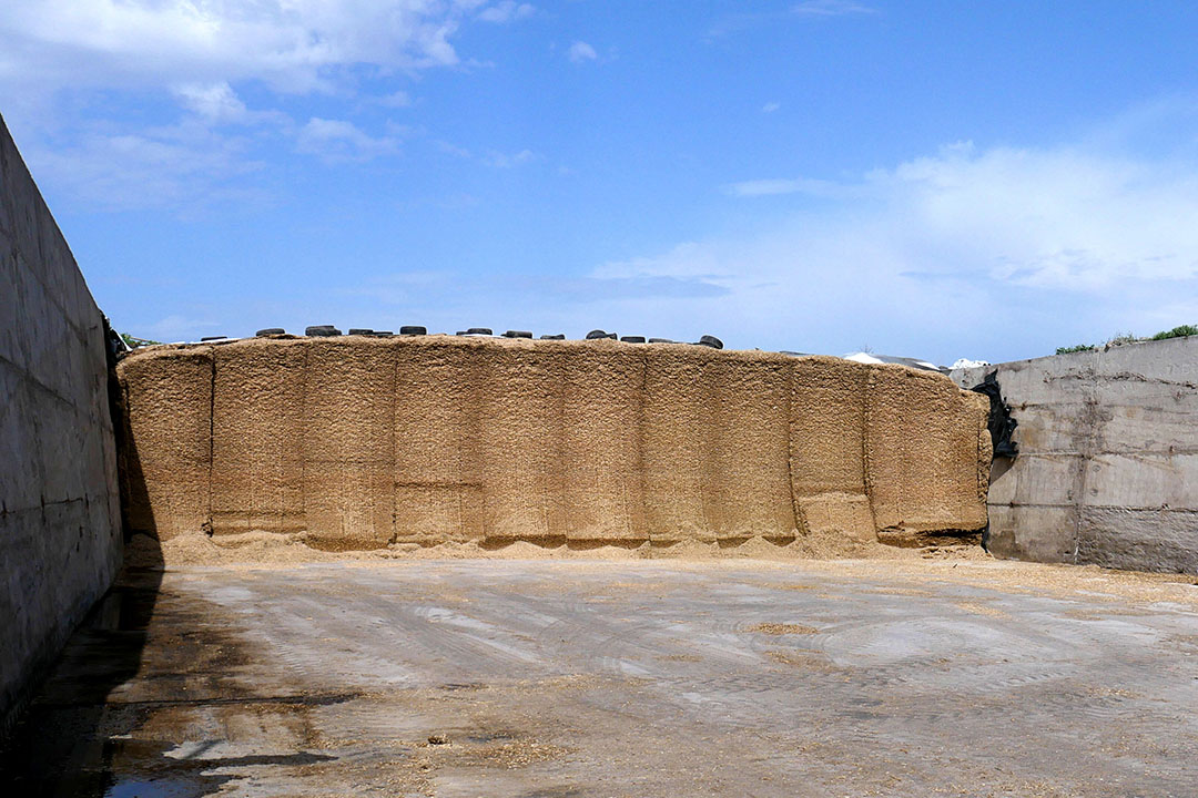 Food is running out for the cows and supply networks are becoming uncertain as the war goes on. Photo: Chris McCullough