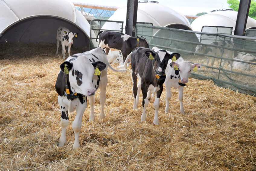 Remember to walk through the calves regularly allowing the calves to get used to human contact. This should encourage calves to be quieter, more easily managed and milked when mature. Photo: Chris McCullough