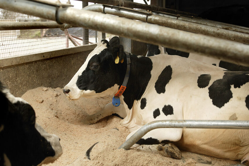 Antennae in the enclosures pick up signals from the sensors, allowing them to monitor what all the cows are up to: where the cows are walking, how active they are and what behaviour they are displaying, such as standing up or lying down. Photo: Hans Prinsen