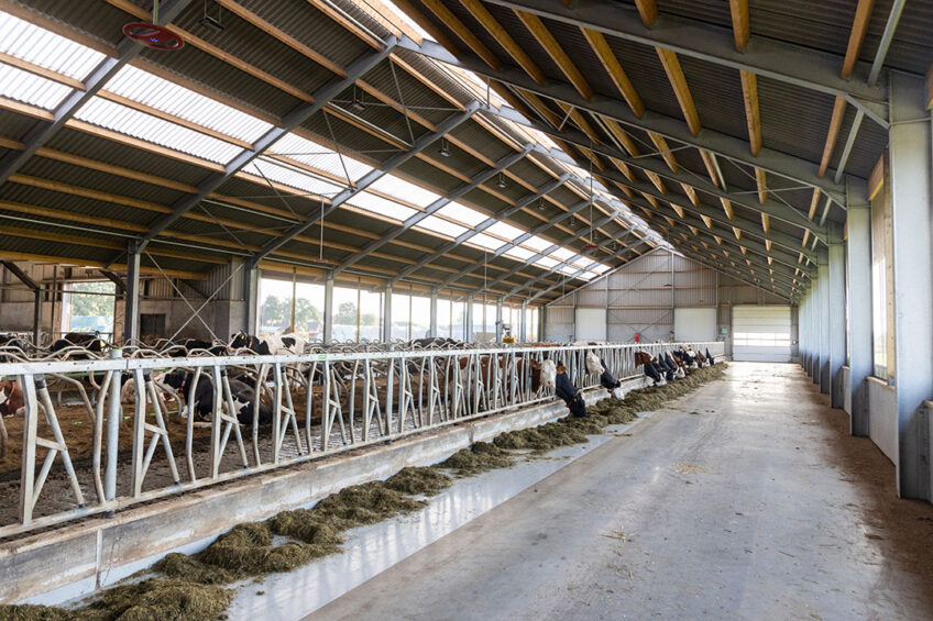 Competition among dairy cattle for feed space may cause stress, production losses and health issues. Photo: Herbert Wiggerman