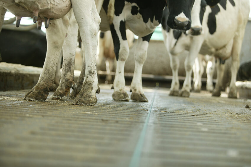 Digital dermatitis: Treating cows with ketoprofen