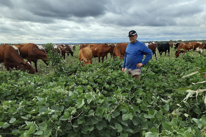 David Vonhoff: "I’ve been told that providing shade for cows increases the milk production with 2 litres a day, because of cow comfort.” Photo: David Vonhoff