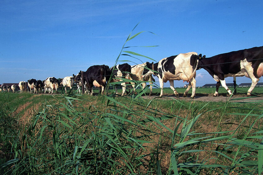 Production in the backyard segment in most Eastern European countries has decreased in the past two decades. In Russia, the number has dropped faster than the authorities are ready to admit. Photo: Leo Tangelder