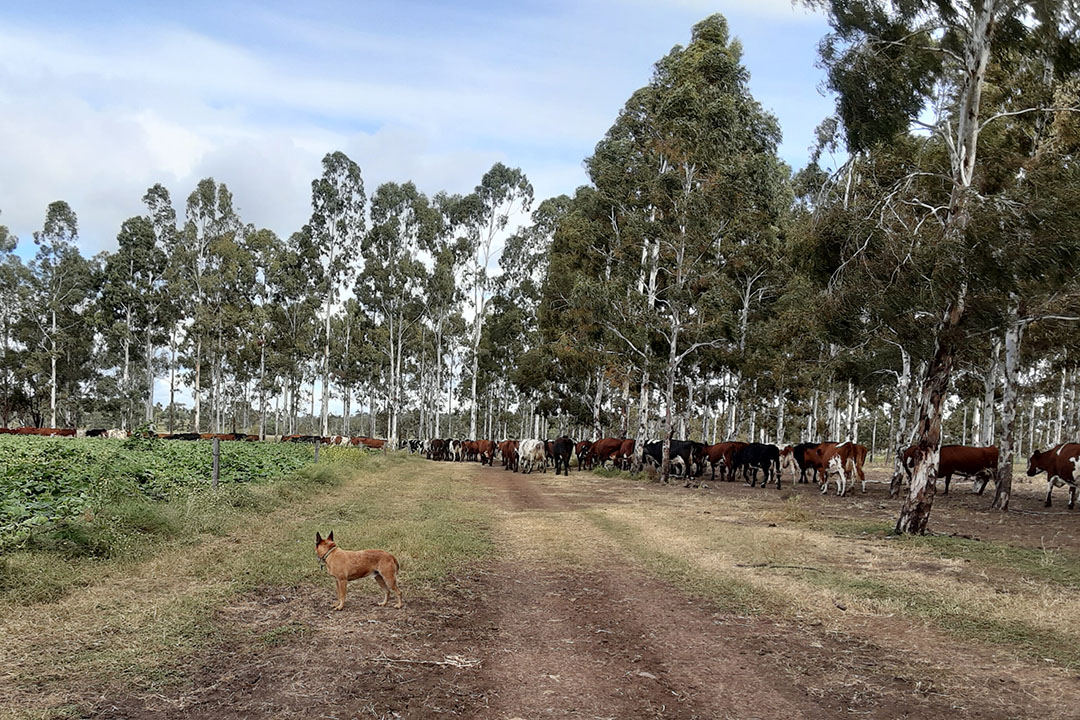 The cows of the Vonhoff dairy farm have access to shade on all areas of the property. Photo: David Vonhoff