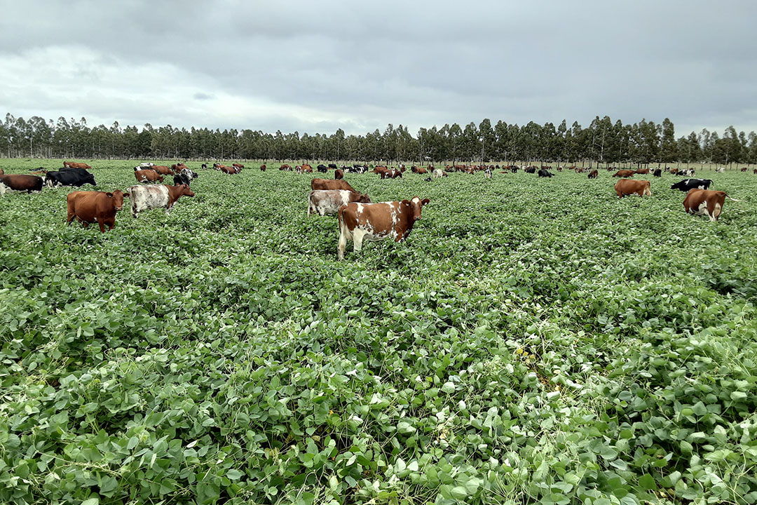 Cows of the Vonhoff family in the middle of a lablab crop. Photo: David Vonhoff