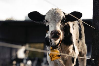 A dry climate and the excellent condition of herds are some of the reasons Argentina’s dairy output increased 4% in 2021. Photo: Julián Amé in Buenos Aires, Argentina