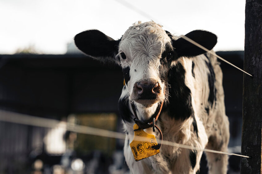 A dry climate and the excellent condition of herds are some of the reasons Argentina’s dairy output increased 4% in 2021. Photo: Julián Amé in Buenos Aires, Argentina