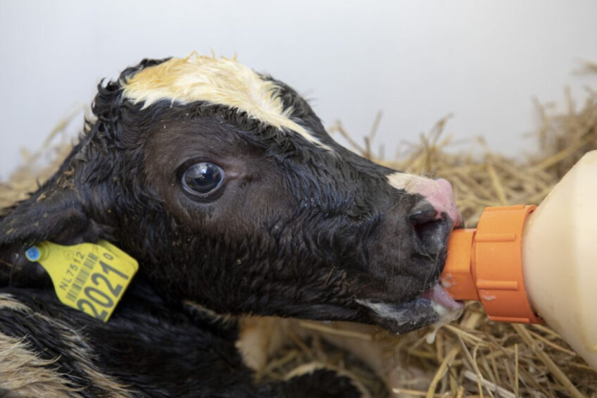 Although the legal requirements is to provide colostrum within 6 hours, the ability to absorb antibodies will be declining after just 120 minutes. Photo: Anne van der Woude