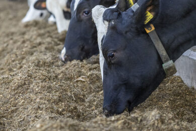 Each additive has a specific mode of action in the fermentation process and hence leads to improved animal health and performance. Photos: Anne van der Woude