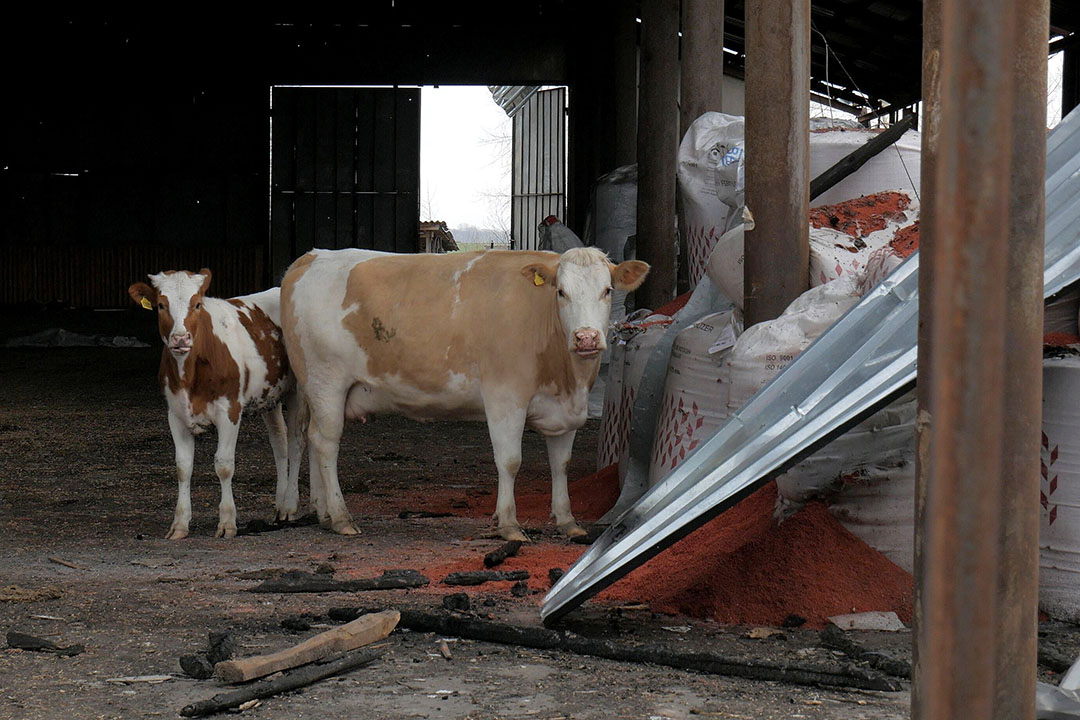 Dairy cows and calves were left to wander among the damaged buildings for weeks. Photo: Hryhoriy Tkachenko