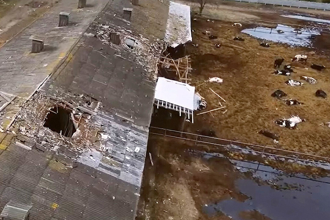 A shell went right through the cattle shed roof killing cows. Photo: Hryhoriy Tkachenko