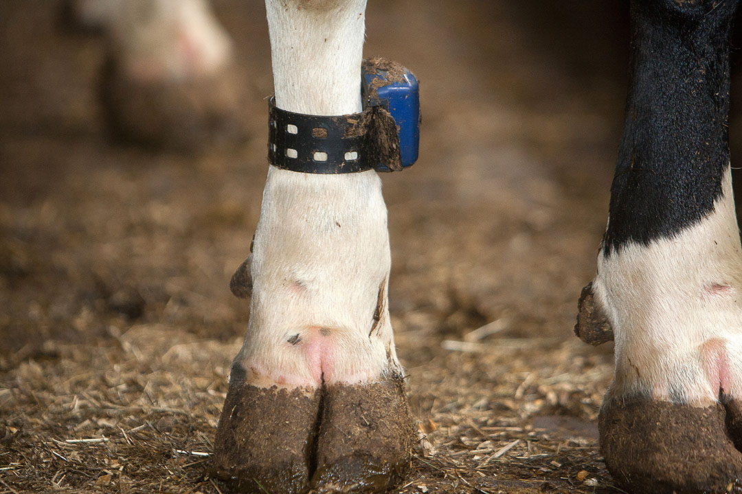 Technological advancements have significantly changed production methods in all fields, including dairy cattle farming. Photo: Ronald Hissink