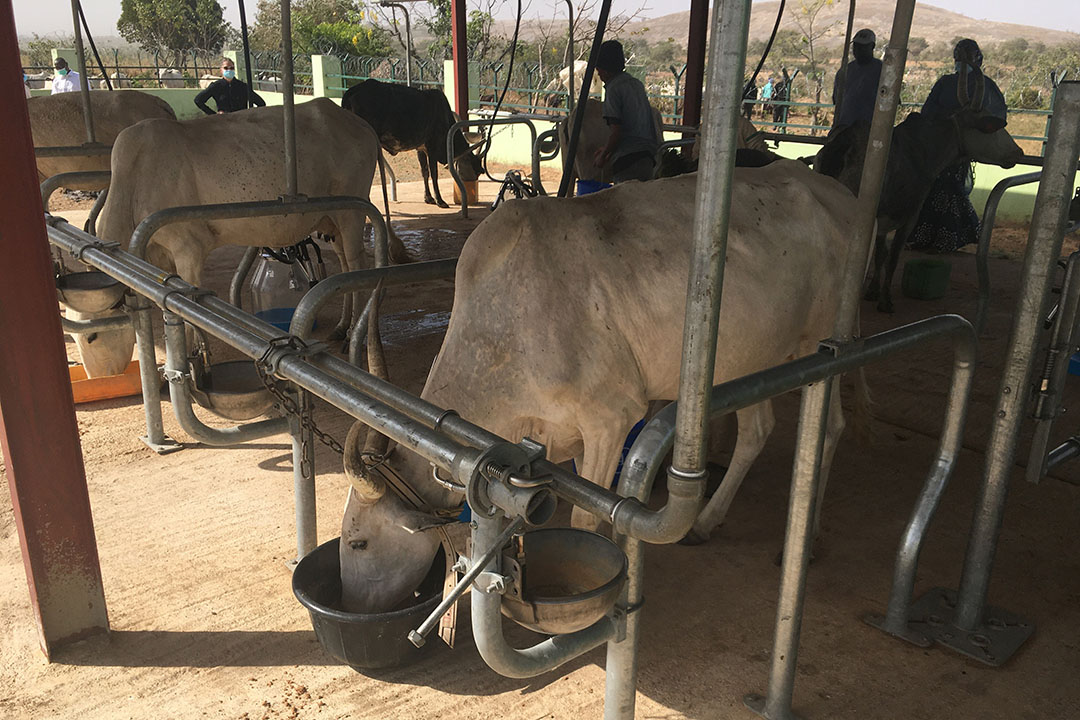 In Nigeria more and more farmland is now cultivated professionally and the space for pastoralist way of farming, moving around with the cattle in search for proper feeding grounds, is becoming limited and is challenged. Photo: Snorri Sigurdsson