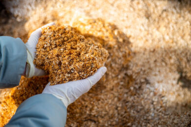 For dairy cattle, it has been shown that aspen sawdust can replace 30% of a conventional diet in dairy cows without reducing the intake of digestible dry matter and milk production. Photo: Shutterstock