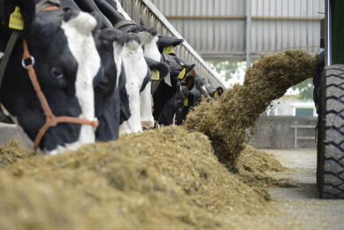 Cows fed the betaine diet produced numerically the same amount of milk as those fed the control diet during the pre-challenge period but produced on average 0.07 to 0.05 kg milk solids/cow per day more during the heat challenge and recovery periods. Photo: Marten Sandburg