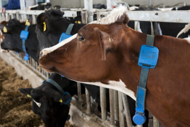 Collars give relevant data, save time and provide needed information. Photo: Nikki Natzijl