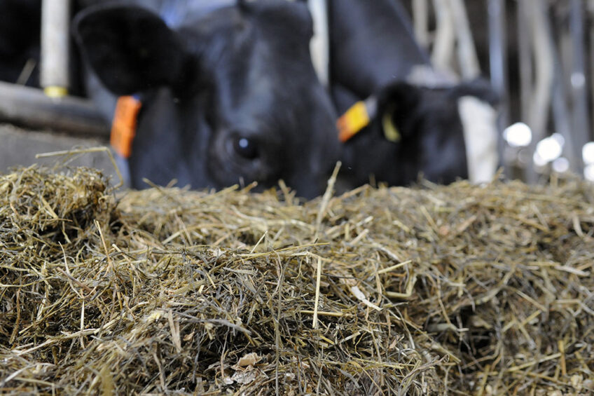 Ingesting rumen with high levels of numerous different moulds and mycotoxins depresses rumen fermentability and NDF degradability. Photo: Maryin Sandburg