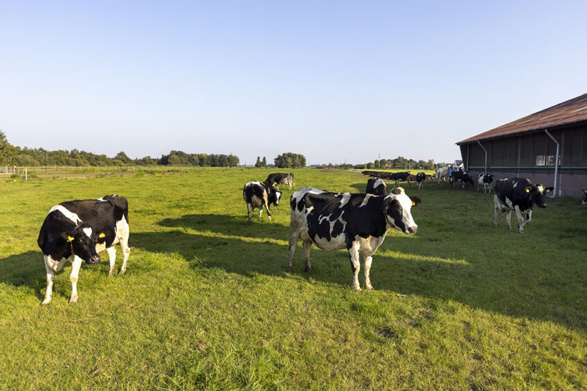 Nutrition-based strategies can also include grassland management, mainly by offsetting the need for concentrates, while most of the management-based strategies work by means of animal, slurry and fertiliser management. Photo: Roel Dijkstra
