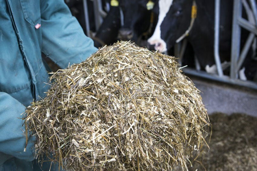 Pre- and post-harvest approaches are two strategies to reduce the negative impact of mycotoxins in dairy industry. Photo: Anne van der Woude