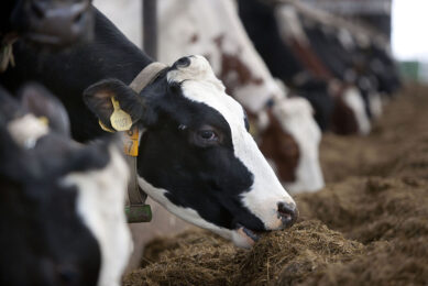 Economically, group feeding allows for maximum utilisation of least-cost formulation and also facilitates mechanised feeding, thereby reducing the labour required. Photo: Mark Pasveer