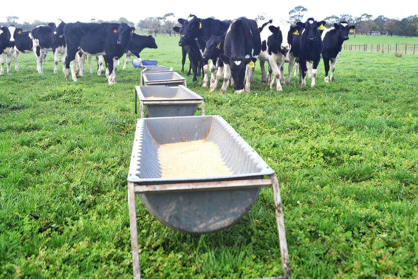 Heading into the new season, farmers have a favourable level of homegrown feed reserves and access to a plentiful supply of supplementary feed. Photo: Rene Groeneveld.