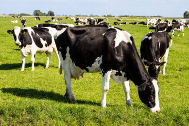 Dairy production data suggest that it is more effective to select for heat tolerance within a high milk-producing breed than it would be to select for high milk production traits within a breed that is highly adapted to hot climates. Photo: Canva