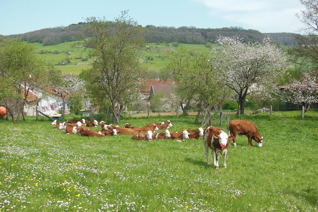 A group of young heifers - around 20 heifers are kept every year for the herd replacement. Photo: Philippe Caldier
