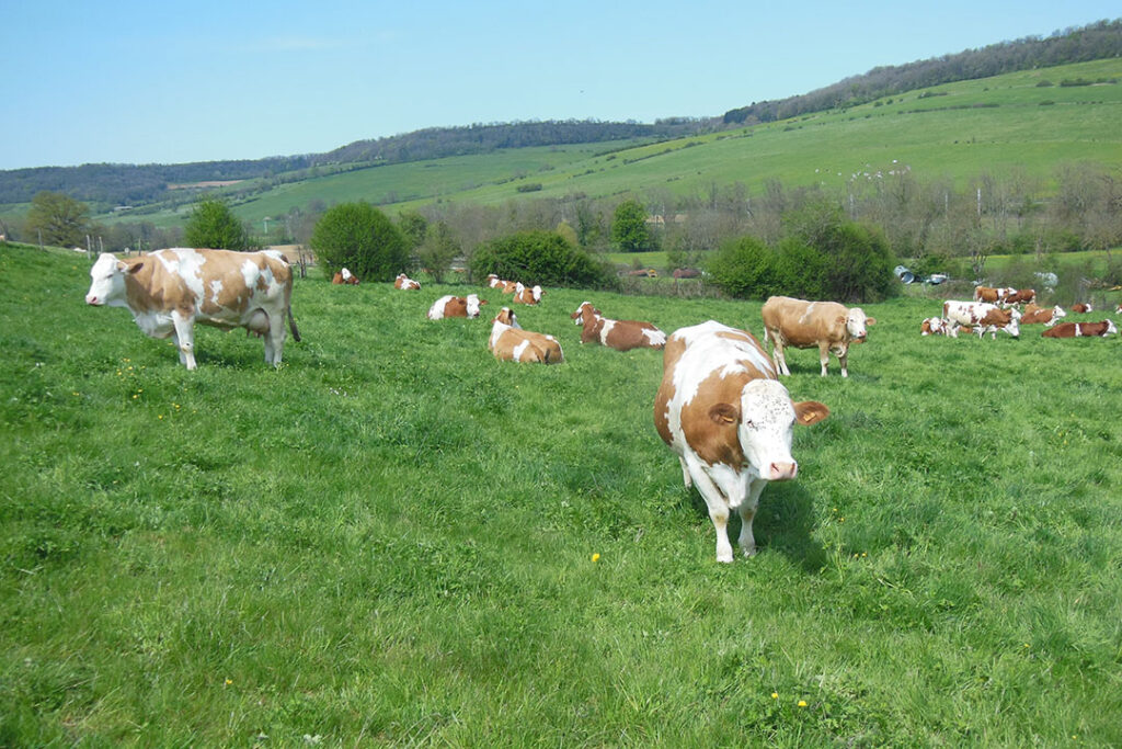 Cows at grazing. The main grass area represented 150 ha in 2021 on a total of 186 ha. Photo: Philippe Caldier