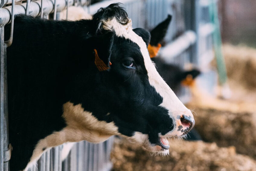 Dairy Day will bring a country-specific look to mycotoxins. Photo: Brecht Denil