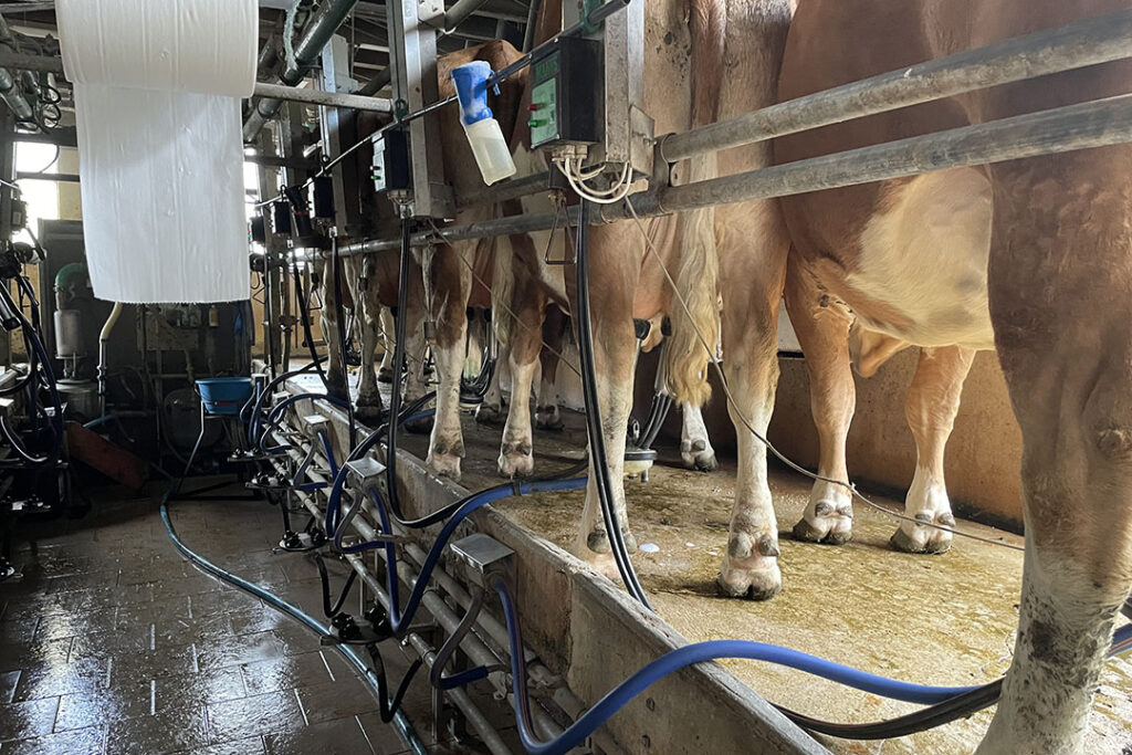 Cows produced an average of 7,231 kg milk in 2021. Photo: Philippe Caldier