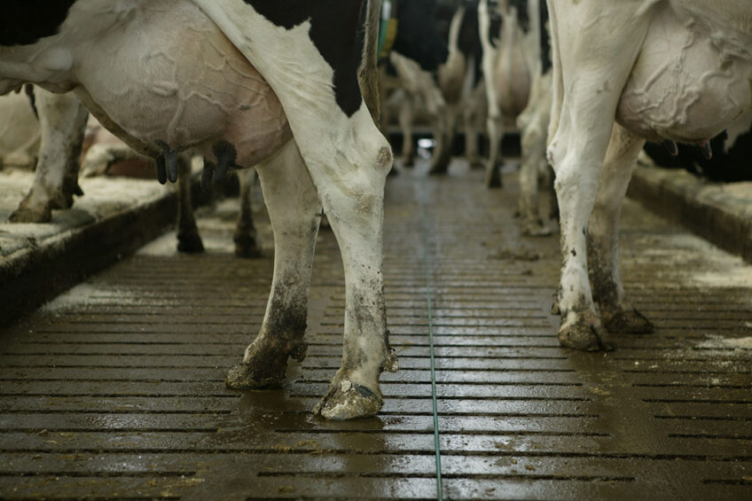 Research has indicated that NSAIDs do play an important role in the treatment of digital dermatitis resulting in reduced pain, improved mobility scores and increased milk yields. Photo: Mark Pasveer