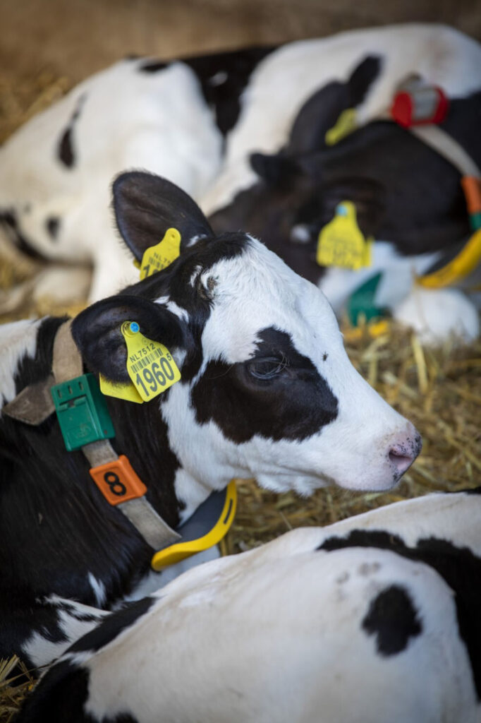 “A really good herd of cows can take years to build up, but with a few years of poor management you can have a serious problem,” said Oliver Hall from The Andersons Centre. Photo: Anne van der Woude