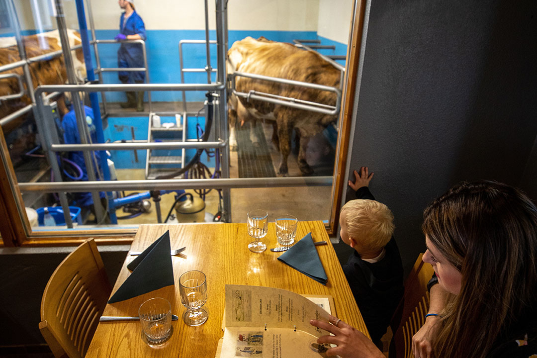 Diners can watch the cows being milked while enjoying their meal at Vogafjos Farm. Photo: Chris McCullough