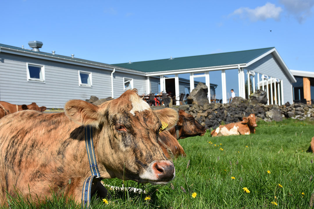 Cows at Vogafjos Farm graze outdoors during the summer months. Photo: Chris McCullough