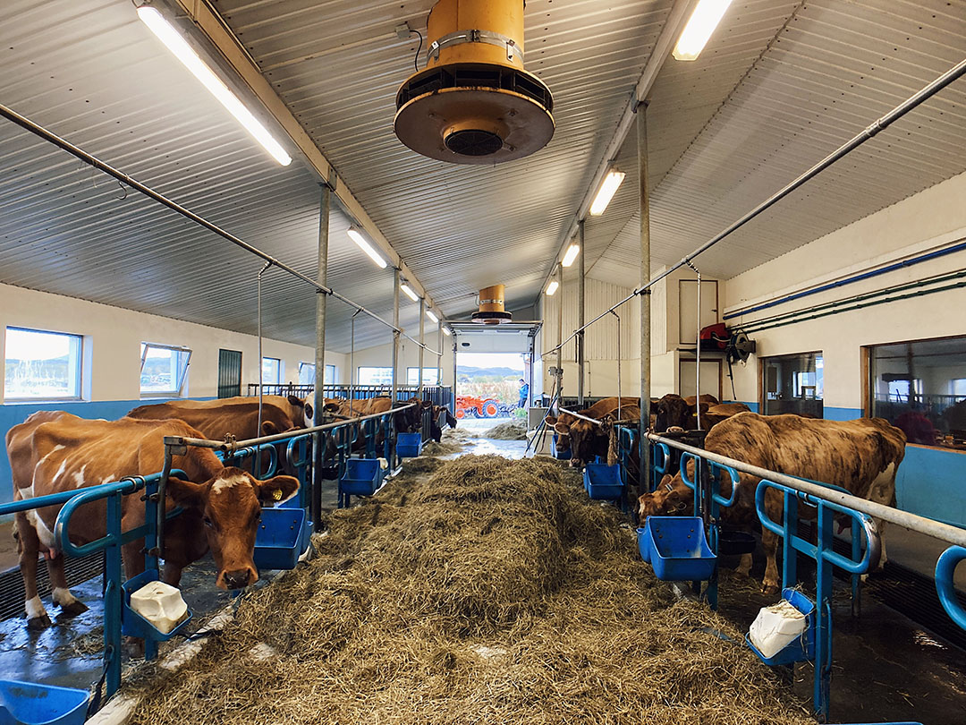 The cows and heifers are fed hay and grains during the winter housing period. Photo: Chris McCullough