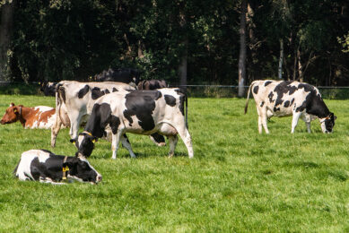 There are alternatives to artificial fertilisers that farmers should think about using, such as growing legumes and nitrogen fixing plants among grass. Species such as clovers fix nitrogen from the atmosphere and store it in the soil. Photo: Ronald Hissink