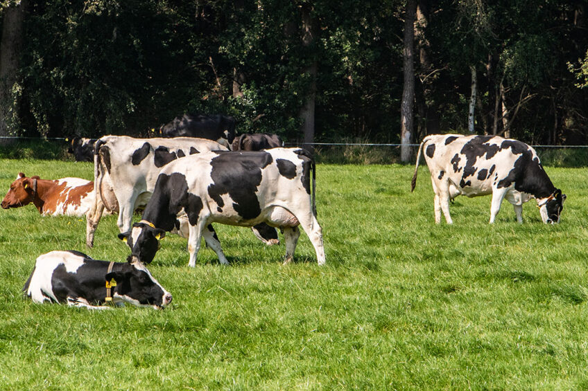 There are alternatives to artificial fertilisers that farmers should think about using, such as growing legumes and nitrogen fixing plants among grass. Species such as clovers fix nitrogen from the atmosphere and store it in the soil. Photo: Ronald Hissink