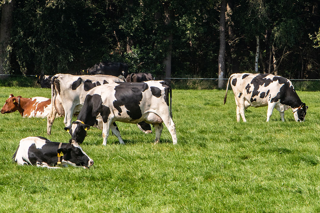 Shift from artificial fertilisers for dairy farms without reducing yields -  Dairy Global