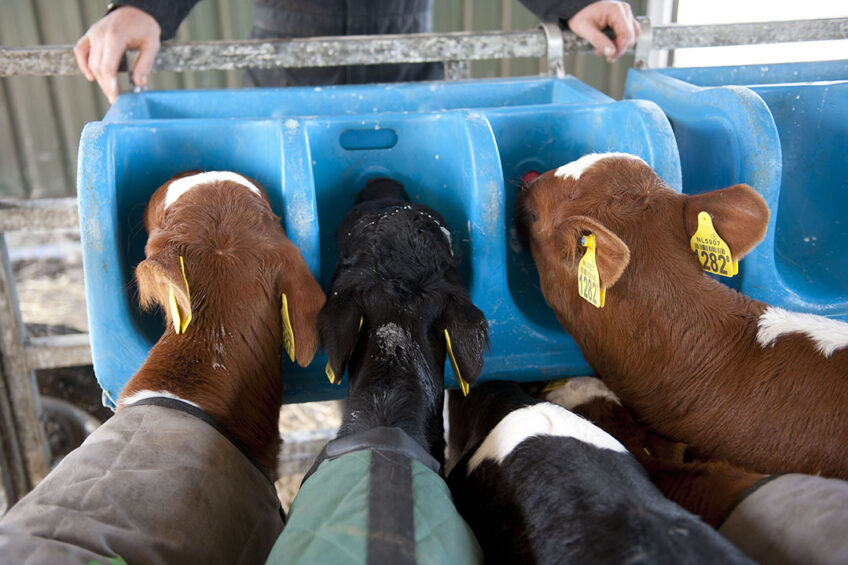 Researchers assessed the cleanliness of various equipment used for colostrum harvest and calf feeding procedures on dairy farms using a quick portable ATP luminometry device. Photo: Mark Pasveer