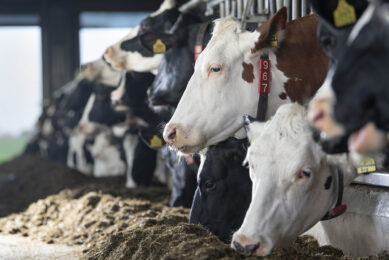 In a briefing, the Minister of Agriculture, Land Reform and Rural Development, Thoko Didiza reminded the nation that it is illegal to move cloven-hoofed animals and their products out of the FMD protection zone without permission from the state veterinary services. Photo: Mark Pasveer