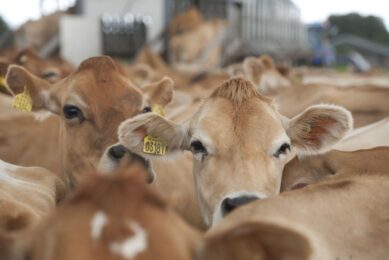 Researchers evaluated the combined effects of six herbal extracts, which were harnessed for the formulation of polyherbal nano-colloids (PHNc), to control bovine mastitis-causing pathogens Photo: Mark Pasveer