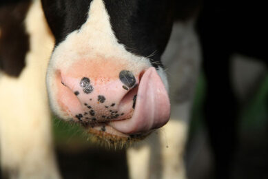 Researchers investigated the effect of different liquid feeds on the growth, immunity and gut health of dairy calves.