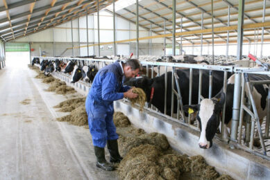 At present, there is limited data on how dairy farmers currently record antibiotic use, so the study looked at the accuracy of the records and how producers came to decisions on capturing antibiotic usage (ABU). Photo: Bert Jansen