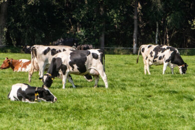The study, which is being carried out by agricultural consultants ADAS and Qa Research, is investigating different design options for potential animal welfare incentive schemes Defra are considering. Photo: Ronald Hissink