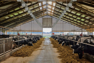 As feed costs escalate on dairy farms using more feed efficient cows can save dairy farmers money. Photo: VikingGenetics