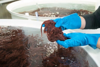 Sea Forest is dramatically increasing its production of the seaweed supplement. Photo: Fonterra