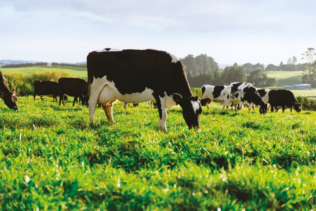 Fonterra has focussed heavily on animal health concerns. “What we see is promising at each stage,” the company says. Photo: Fonterra